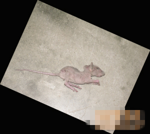 从天而降的老鼠